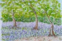 Anthea-Bluebells