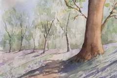 Bluebell-Wood-1-Marie-MacAlister