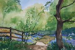 Bluebells-at-Burleigh-Woods-Marie-MacAlister
