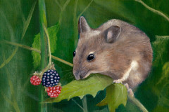 Harvest-Mouse-by-David-Chaplin