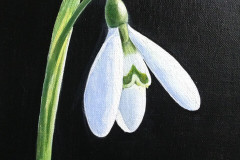 Snowdrop-by-David-Chaplin