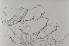 Fungi-by-Marie-MacAlister