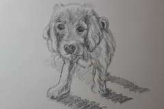 Puppy-Marie-Macalister