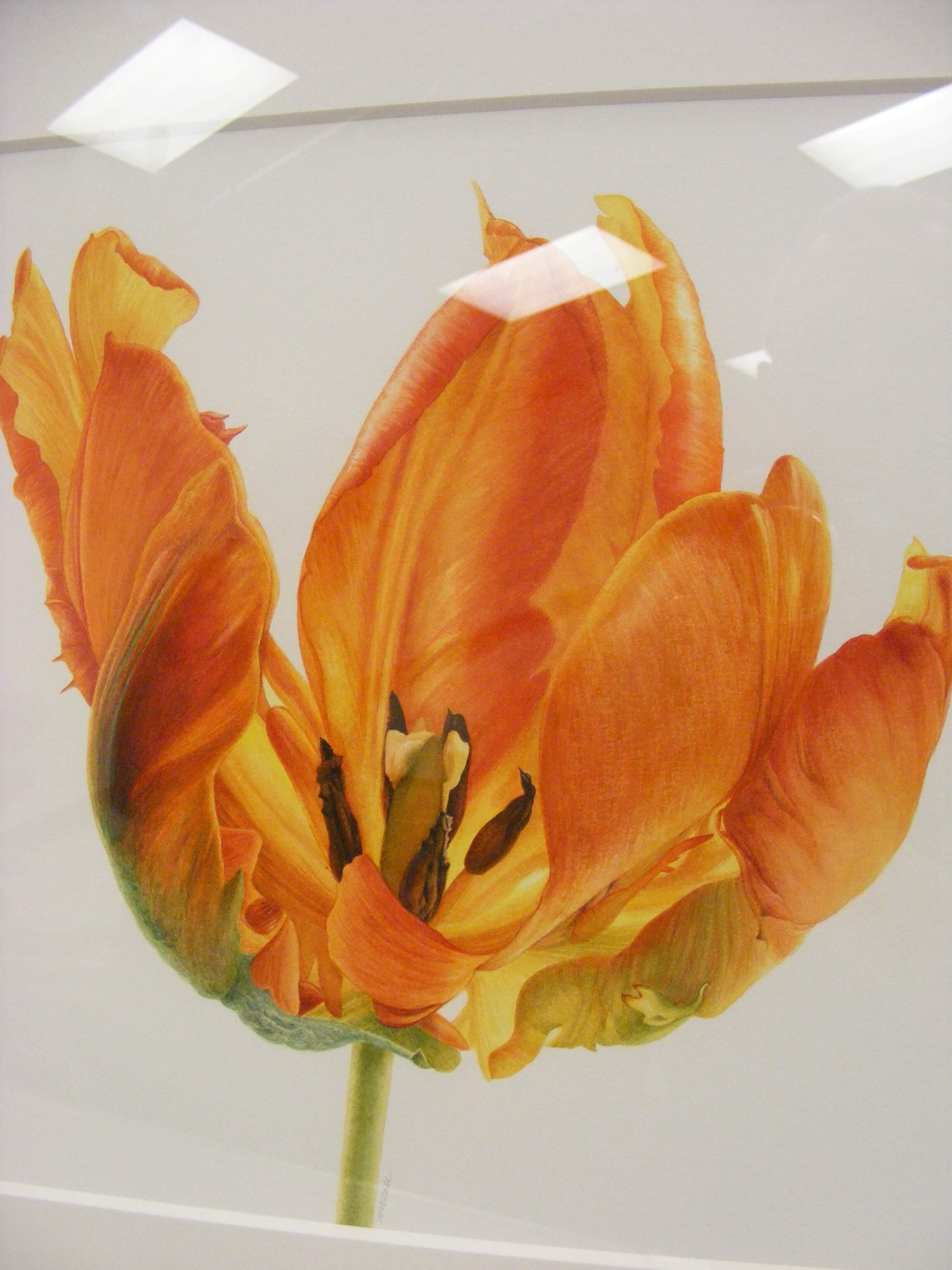Jenny Neale Tulip